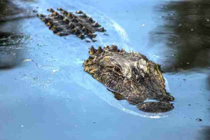 Рейтинг найбільш смертоносного вбивця тварини Рейтинг найбільш смертоносного вбивця тварини