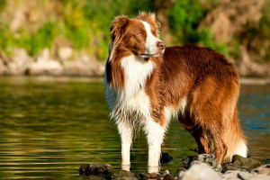 Рейтинг найрозумніших собак на планеті Рейтинг найрозумніших собак на планеті