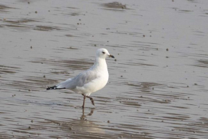 Рельєф чайки - нещодавно зовнішні та рідкісні види птахів Рельєф чайки - нещодавно зовнішні та рідкісні види птахів