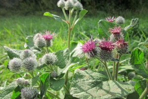 Реплікація Реплікація