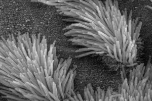 Cilia та flagella: стиснуті характеристики, структура та роль у клітинах Cilia та flagella: стиснуті характеристики, структура та роль у клітинах