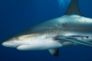 Риф карибський акула