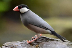 Риковка або яванський горобець - що ми знаємо про цю пташку? Риковка або яванський горобець - що ми знаємо про цю пташку?