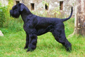 Risensnauzer: все про сервісну собаку Risensnauzer: все про сервісну собаку