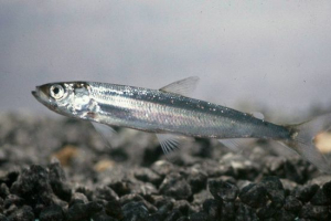 Скелястий Скелястий