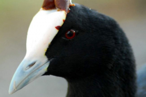 Рогата ліша Рогата ліша