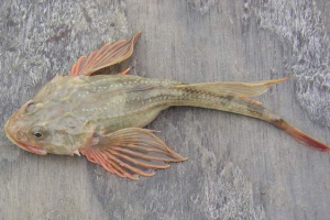 Рогатки або чотириногий бик Рогатки або чотириногий бик