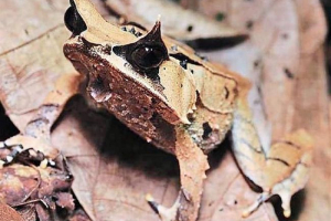 Рогатий часник - камуфляжні майстри Рогатий часник - камуфляжні майстри