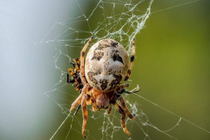 Horny cross: опис павука, фото Horny cross: опис павука, фото