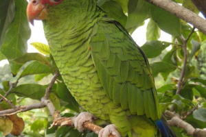 Розкішний, він - червоношкірий amazon Розкішний, він - червоношкірий amazon