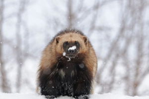 Росомаха - повна інша тайга Росомаха - повна інша тайга