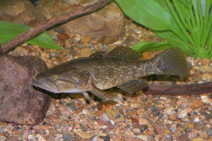 Rotan - weed fish Rotan - weed fish