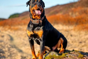 Ротвейлер Ротвейлер