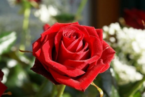 Підрізаний Підрізаний