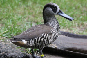 Рожевий качок Рожевий качок