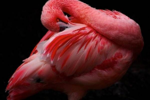Рожевий фламінго. Рожевий стиль життя flamingo та місце проживання Рожевий фламінго. Рожевий стиль життя flamingo та місце проживання