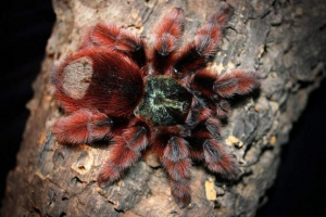 Рожевий тарантул, він - тропічна птиця Рожевий тарантул, він - тропічна птиця