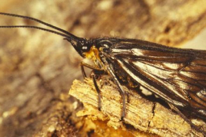 Різці та їх існування Різці та їх існування