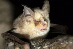 Манохалентні ссавці Манохалентні ссавці