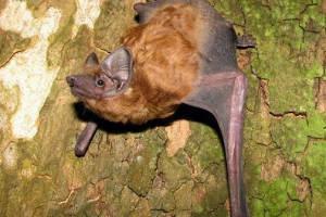 Гігантський вечір Гігантський вечір