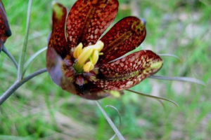 Російський рябчик Російський рябчик