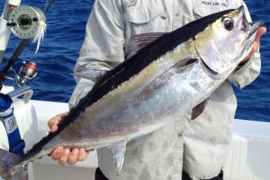 Рибна чорна тунця Рибна чорна тунця