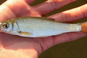 Рибні елементи: фото, відео Рибні елементи: фото, відео