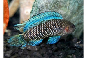 Рибний хамелеон. Чому хамелеон? Рибний хамелеон. Чому хамелеон?