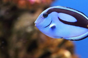 Хірург риби Хірург риби