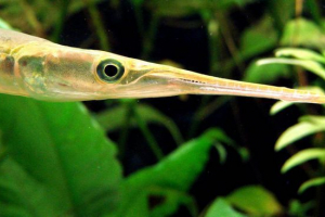 Рибна голка Рибна голка