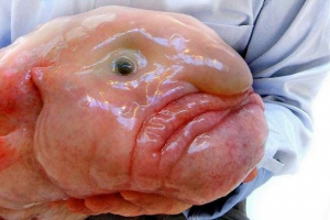 Падіння риби. Відео, фото Падіння риби. Відео, фото