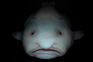 Падіння риби Падіння риби