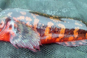 Риба червона терпуг (або чітсгера) Риба червона терпуг (або чітсгера)