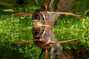 Риба-моль - літаюча риба Риба-моль - літаюча риба