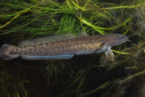 Риба налім: той, хто любить холод Риба налім: той, хто любить холод