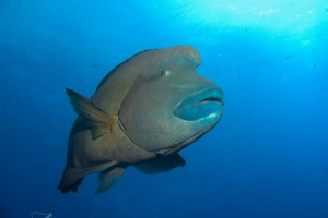 Риба-наполеон: чому вона носить трикон? Риба-наполеон: чому вона носить трикон?