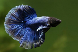 Рибний півень Рибний півень