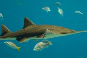 Риба пила: всі деталі підводного життя Риба пила: всі деталі підводного життя