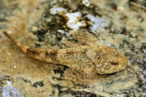 Рибний брикет: за те, що вона отримала свою назву? Рибний брикет: за те, що вона отримала свою назву?