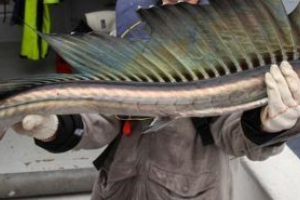 Рибний шаблон Рибний шаблон