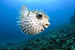 Рибний м'яч Рибний м'яч