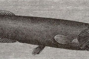 Талісманська риба, вона - плешан берда Талісманська риба, вона - плешан берда