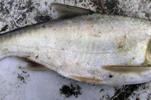 Риба толстолобік: фото Риба толстолобік: фото