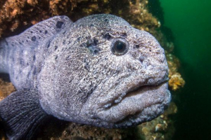 Рибна труба Рибна труба