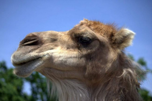 Риболовля з верблюдом: відео зйомки на річці туре, вибухнув інтернет Риболовля з верблюдом: відео зйомки на річці туре, вибухнув інтернет