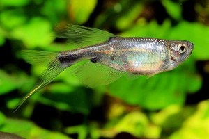 Рибний дракон з роду коримонона: фото Рибний дракон з роду коримонона: фото