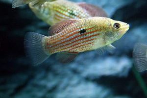 Flarida fish, або флорида jordell Flarida fish, або флорида jordell