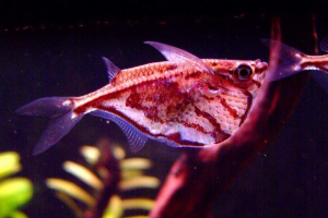 Карбон риба: фотографія південноамериканської краси Карбон риба: фотографія південноамериканської краси