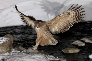 Рибний філін Рибний філін