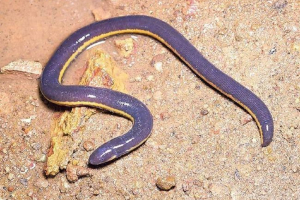 Fishmens - дивні істоти, подібні до риби та змії Fishmens - дивні істоти, подібні до риби та змії